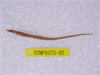 藏品(橫帶海龍)的圖片